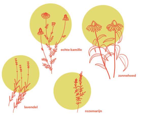 bomen/planten als grondstof: huishouden